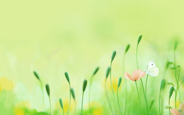 绿色花蕾及野花背景