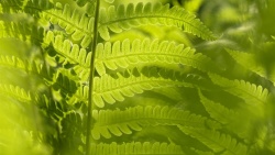 绿色护眼阳光金星蕨叶片高清图片