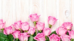 粉色木板木板粉色玫瑰高清图片