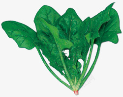 菠菜蔬菜青菜植物素材