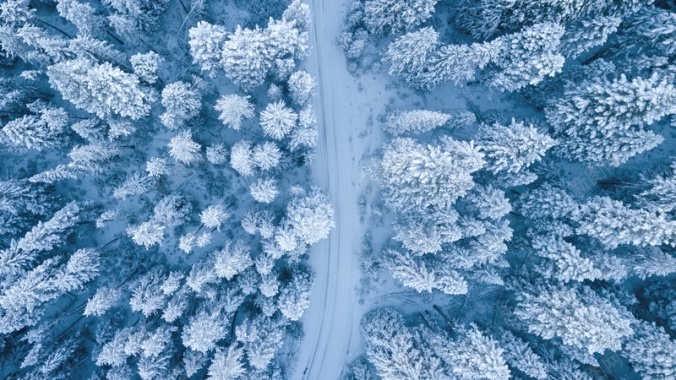 洋松冬天的雪与树背景