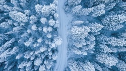 迎松树冬天的雪与树高清图片