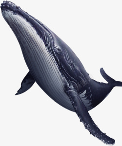 巨大的鲸鱼蓝色手绘漂浮鲸鱼高清图片