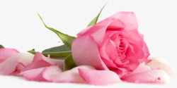 节日氛围节日氛围情人节粉色玫瑰花7高清图片