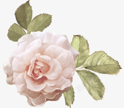 白风铃花白玫瑰高清照片免抠素材高清图片