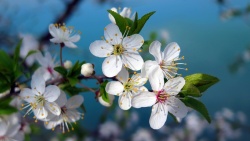 白色樱桃花白色樱桃花绽放春天高清图片