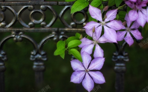 紫色铁线莲花背景
