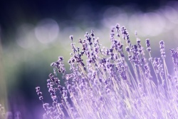 薰衣草的浪漫紫色薰衣草温馨浪漫高清图片