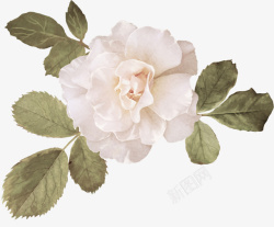 玫瑰润白白玫瑰高清照片免抠素材高清图片