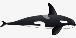 漂亮的黑色鲸鱼素材
