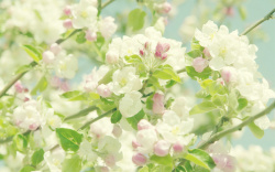 樱花焕白白粉色樱花野花高清图片