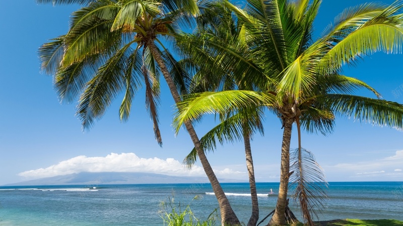 夏威夷棕榈树jpg设计背景_新图网 https://ixintu.com 夏威夷 棕榈树 海洋 热带 树叶 天空