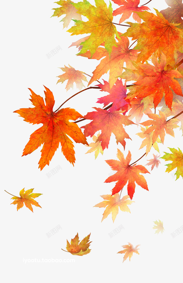 秋天的美丽枫叶png免抠素材_新图网 https://ixintu.com 枫叶 橙色 秋天 植物