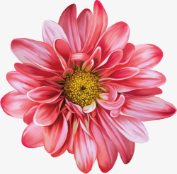 水彩牡丹花粉色花朵手绘高清矢量水彩鲜花高清图片