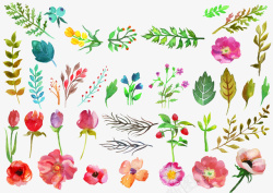 手绘水彩植物叶子花朵素材