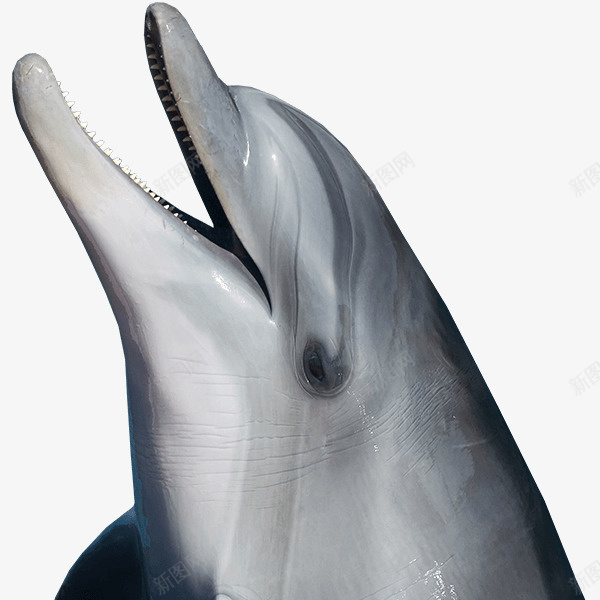 浮出水面的微笑海豚png免抠素材_新图网 https://ixintu.com 微笑 海豚 水面 海
