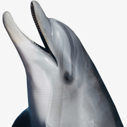 浮出水面的微笑海豚素材