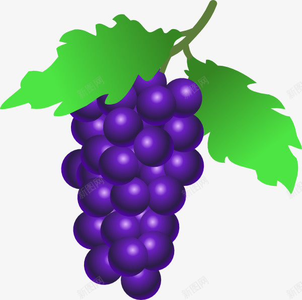 一串带叶子的葡萄png免抠素材_新图网 https://ixintu.com 水果 食材 美味 葡萄