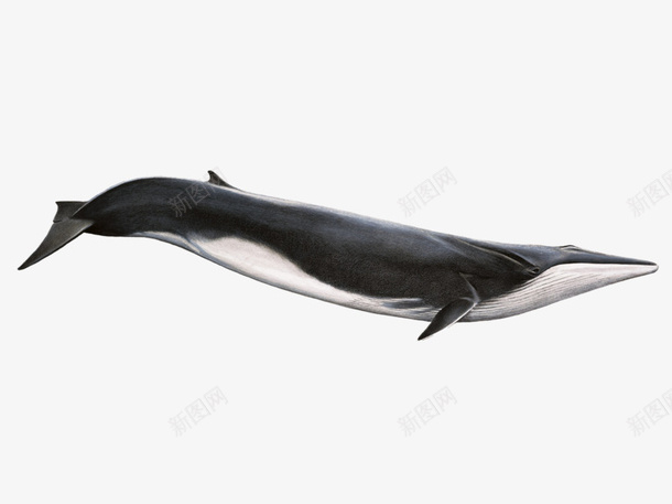 一只漂亮黑色鲸鱼png免抠素材_新图网 https://ixintu.com 鲸鱼 鱼类 png 动物