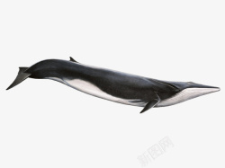 一只漂亮黑色鲸鱼素材