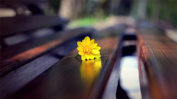 长椅上的两个人长椅上的黄色雏菊高清图片