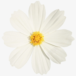 白色小雏菊白色花朵雏菊高清图片
