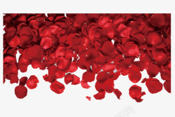 红色浪漫梦幻玫瑰花瓣PNG高清特写素材