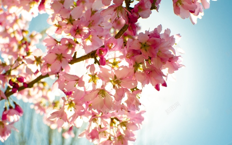 粉色樱花盛开jpg设计背景_新图网 https://ixintu.com 粉色樱花盛开 花朵 树枝 天空