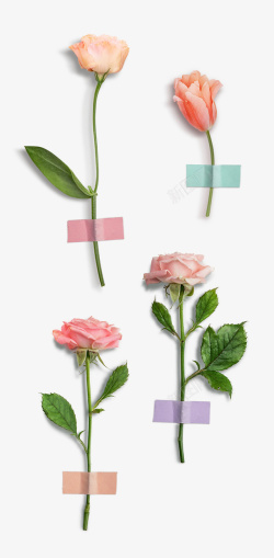 玫瑰1玫瑰情人节小清新玫瑰粉色1高清图片