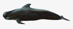 一只黑色鲸鱼素材