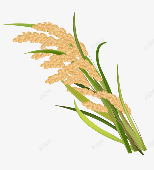 丰收的水稻稻穗png免抠素材_新图网 https://ixintu.com 主粮 水稻 稻穗 丰收