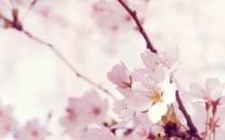 冬樱花特写粉色冬樱花高清图片