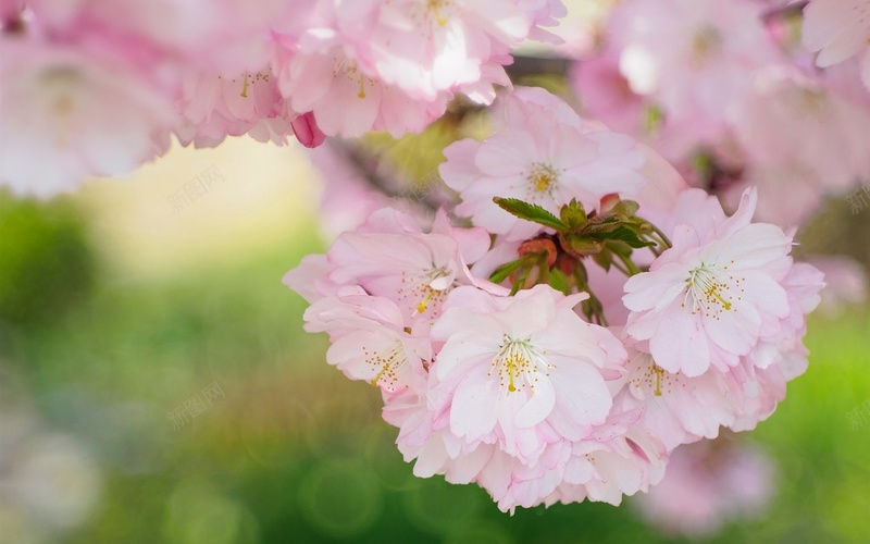 美丽的樱花绽放春天的花朵jpg设计背景_新图网 https://ixintu.com 美丽 樱花 绽放 春天的花朵