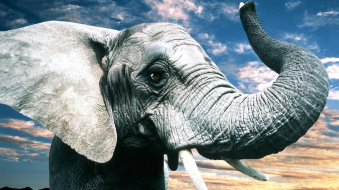 高清图素动物大象背景