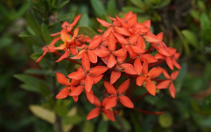 龙船花红色的花朵jpg设计背景_新图网 https://ixintu.com 龙船花 红色 花朵 小花