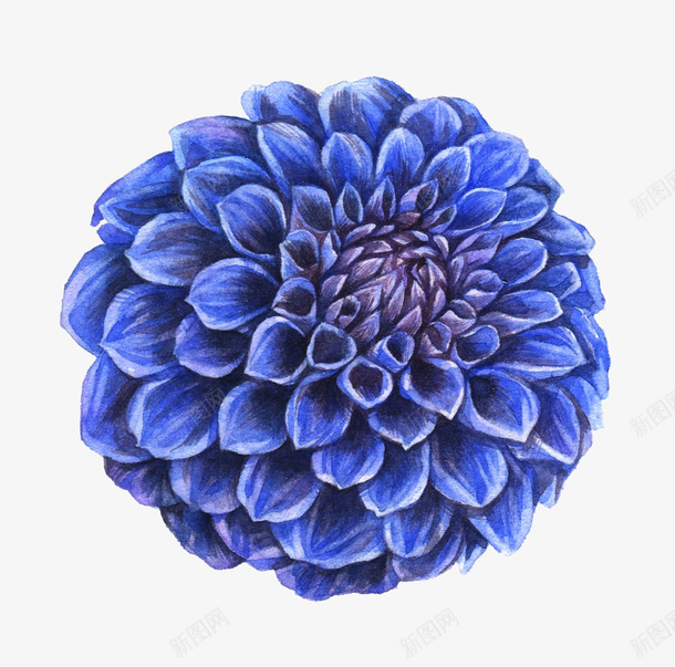 植物紫色绽放的花元素png免抠素材_新图网 https://ixintu.com 植物 紫色 绽放的 花 元素