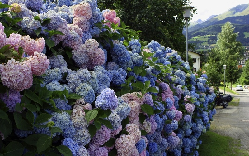 许多绣球花五颜六色的花朵村庄jpg设计背景_新图网 https://ixintu.com 许多绣球花 五颜六色 花朵 村庄