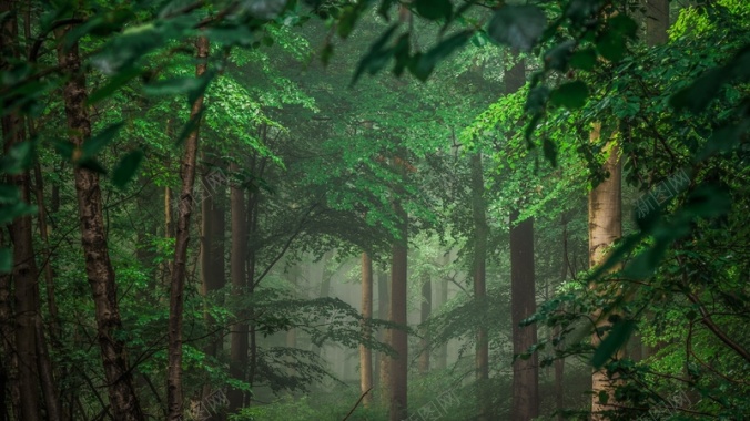 树木森林雾背景