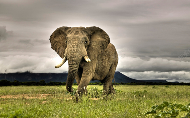 高清图素大象背景