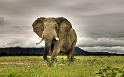 高清大象图片高清图素大象高清图片