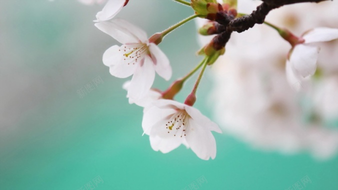 微距特写樱花背景