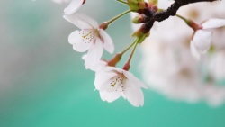 微距特写樱花背景