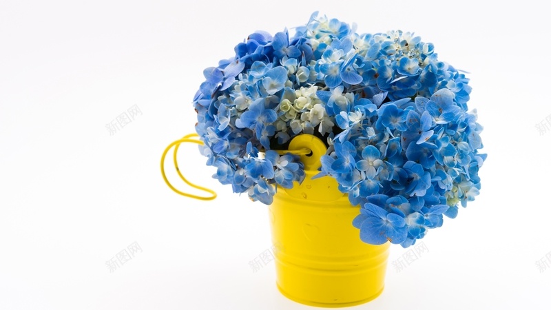 蓝色的绣球花花束jpg设计背景_新图网 https://ixintu.com 蓝色的绣球花 花束 黄色桶 白色背景