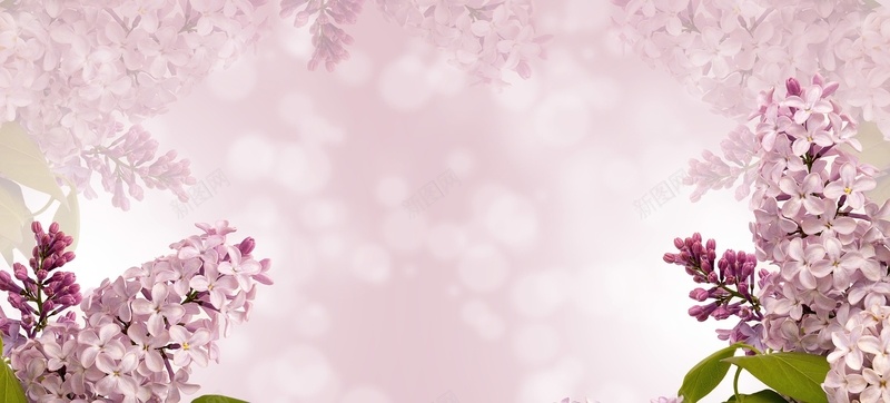 紫色花边背景背景图片免费下载 素材m Uchhudfhi 新图网 紫色花边背景背景图片免费下载 素材m Uchhudfhi 新图网