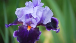 朦胧花瓣紫色鸢尾花特写镜头高清图片