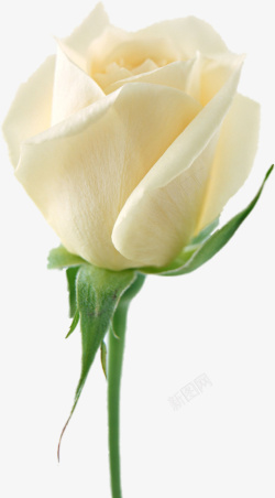 白风铃花白玫瑰实物免抠素材高清图片
