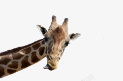 长颈鹿动物鹿脖子素材