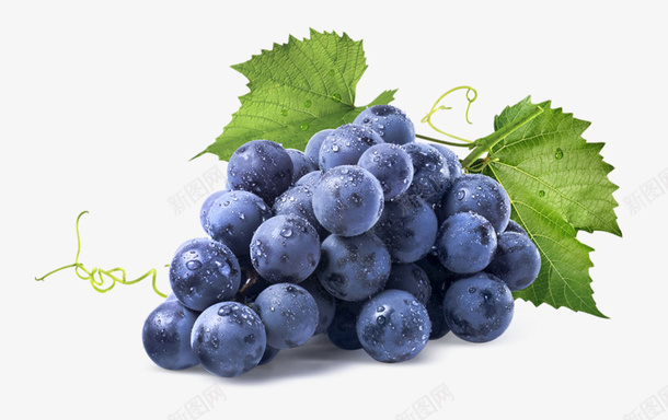 美味好吃的葡萄png免抠素材_新图网 https://ixintu.com 紫色 水果 葡萄 好吃