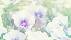 紫色蝴蝶花白紫色三色堇高清图片