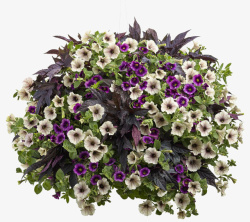 紫色盆栽鲜花盆栽装饰高清图片